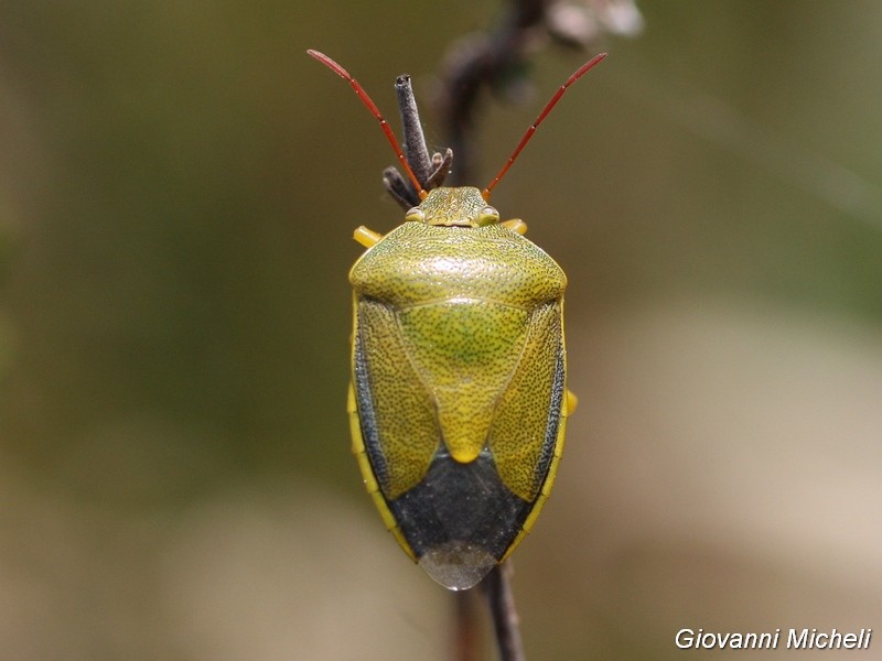 Pentatomidae:   Piezodorus lituratus f. liturata